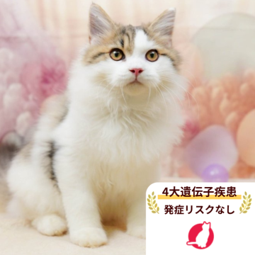 サイベリアン【千葉県・男の子・2025年6月4日・ブラウンタビー&ホワイト】の写真「獣医師の健康診断済み！4大遺伝子疾患発病リスクなし」