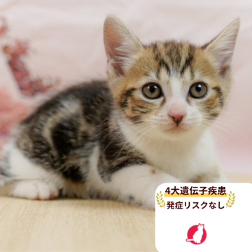 マンチカン(長足)【千葉県・男の子・2025年7月31日・ブラウンタビー&ホワイト】の写真「当日見学申し込みOK🌈🐈」