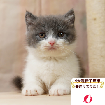 ミヌエット(短足)【千葉県・女の子・2025年8月3日・ブルー&ホワイト】の写真「当日見学申し込みOK🌈🐈」