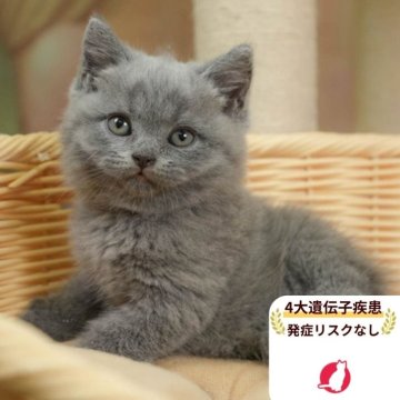 ブリティッシュショートヘア【千葉県・男の子・2025年8月11日・ブルー】の写真「４大遺伝子検査発症リスクなし🌈🐈」