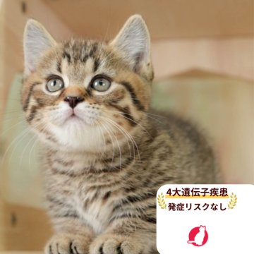 マンチカン(短足)【千葉県・男の子・2025年8月31日・ブラウンタビー】の写真「4大遺伝子疾患発症リスクなし🌈🐈」