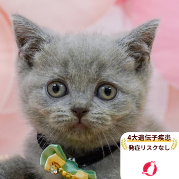 ブリティッシュショートヘア【千葉県・女の子・2025年9月13日・ブルー】の写真「獣医師の健康診断済み！4大遺伝子疾患発病リスクなし」