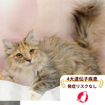 サイベリアン【千葉県・女の子・2025年6月4日・ブラウンパッチドタビー&ホワイト】の写真「獣医師の健康診断済み！4大遺伝子疾患発病リスクなし」