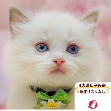 ラグドール【千葉県・男の子・2025年10月7日・ブルーポイントバイカラー】の写真「獣医師の健康診断済み！4大遺伝子疾患発病リスクなし」