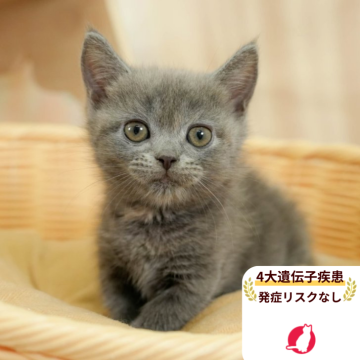 マンチカン(長足)【千葉県・女の子・2025年8月1日・ブルークリーム】の写真「4大遺伝子疾患発症リスクなし🌈🐈」