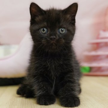 ミヌエット(長足)【千葉県・男の子・2025年6月26日・ブラックスモーク】の写真「当日見学申し込みOK🌈🐈」