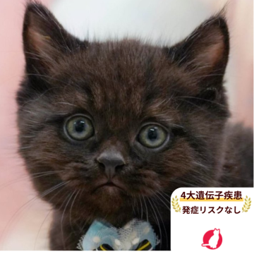 マンチカン(長足)【千葉県・男の子・2025年10月3日・ブラックスモーク】の写真「獣医師の健康診断済み！4大遺伝子疾患発病リスクなし」