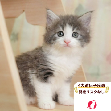 ノルウェージャンフォレストキャット【千葉県・女の子・2025年6月25日・ブルータビー&ホワイト】の写真「当日見学申し込みOK🌈🐈」