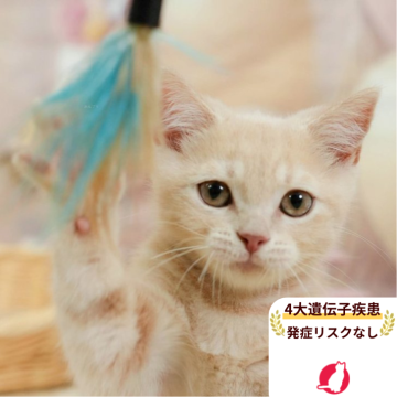 マンチカン(長足)【千葉県・男の子・2025年4月24日・クリーム】の写真「4大遺伝子疾患発症リスクなし🌈🐈」
