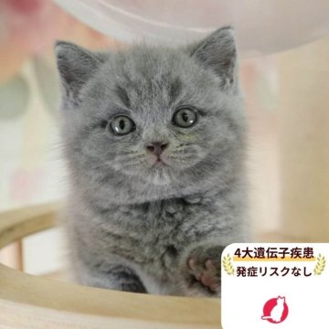 ブリティッシュショートヘア【千葉県・男の子・2025年8月11日・ブルー】の写真「遺伝子検査実施済み🌈🐈」