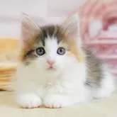ノルウェージャンフォレストキャット
