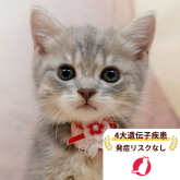 マンチカン(長足)