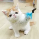 エキゾチックショートヘア