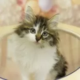 ノルウェージャンフォレストキャット