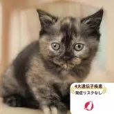 マンチカン(長足)