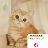 ミヌエット(短足)