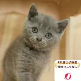 マンチカン(長足)