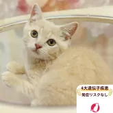 マンチカン(長足)