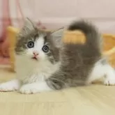 ノルウェージャンフォレストキャット