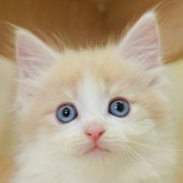 ノルウェージャンフォレストキャット