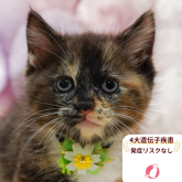 マンチカン(長足)