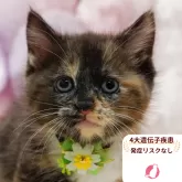 マンチカン(長足)