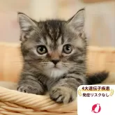 ミヌエット(短足)