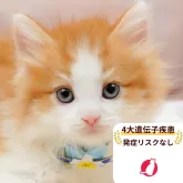 ノルウェージャンフォレストキャット