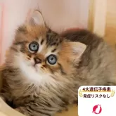 ミヌエット(長足)
