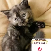 マンチカン(長足)