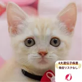 マンチカン(短足)