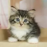 ノルウェージャンフォレストキャット