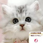 ミヌエット(短足)