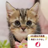 マンチカン(長足)