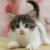 ノルウェージャンフォレストキャット