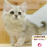 ラガマフィン