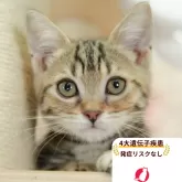 マンチカン(短足)