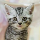 アメリカンショートヘア