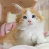 ノルウェージャンフォレストキャット