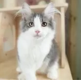 ノルウェージャンフォレストキャット