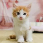 ノルウェージャンフォレストキャット