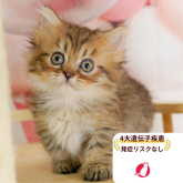 ミヌエット(短足)