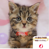 マンチカン(短足)