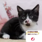 マンチカン(長足)