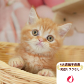 ミヌエット(長足)