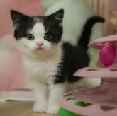 ブリティッシュショートヘア