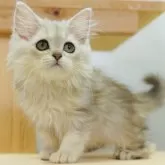 ラガマフィン
