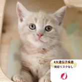 マンチカン(長足)