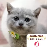 マンチカン(長足)