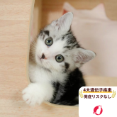 マンチカン(長足)